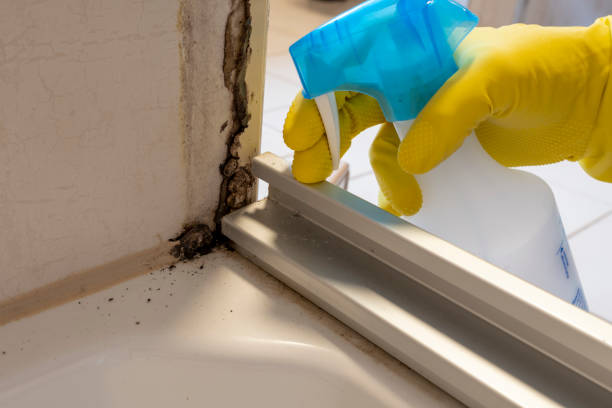 Best Attic Mold Removal  in Humboldt, IA