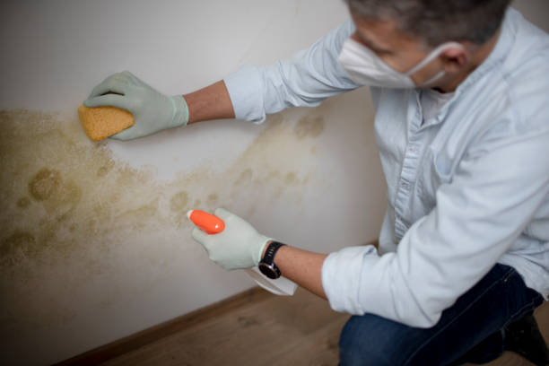 Best Black Mold Removal  in Humboldt, IA