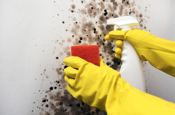 Best Mold Damage Repair  in Humboldt, IA