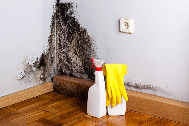 Best Crawl Space Mold Removal  in Humboldt, IA