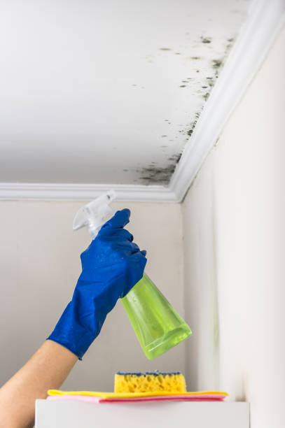 Best Attic Mold Removal  in Humboldt, IA